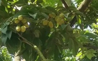 種植橄欖能不能賺錢，畝產(chǎn)值通常可超過1萬元