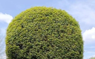 怎么修剪桂花樹才能讓它矮化，在幼樹時(shí)期打頂可以控制株高