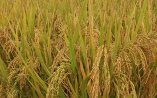 興兩優(yōu)3088水稻種子特點(diǎn)，晚造全生育期110～112天