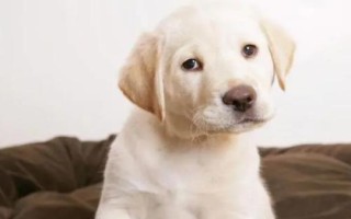 狗狗肛門腺炎的癥狀，早期患犬表現(xiàn)出不斷舔舐肛門
