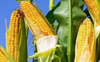 泰美甜3號玉米種簡介，生育期為85.8天