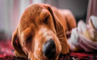 犬貓喉炎的主要表現(xiàn)，以劇烈咳嗽、喉部腫脹等為主要特征