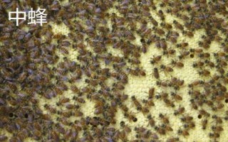 中蜂和意蜂的區(qū)別，中蜂為我國獨有的當(dāng)家品種