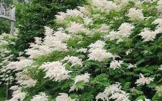 珍珠梅葉片干枯怎么辦，可采取剪葉、澆水等措施