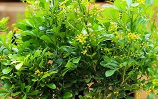 米蘭花有沒有毒，不僅沒毒還可食用