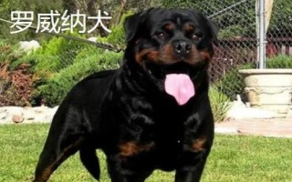 農(nóng)村適合養(yǎng)什么狗，根據(jù)需求和實(shí)用性來選擇