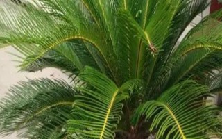 鐵樹零下6度會不會凍死，在零下6度的環(huán)境中會凍死