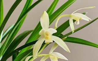 影響蘭花生長的因素，溫濕度一定要控制到位