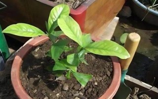 梔子花如何扦插，在八月份左右進(jìn)行