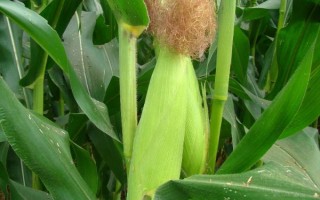 金誠(chéng)508玉米品種的特性，中抗彎孢菌葉斑病（1-5級(jí)）