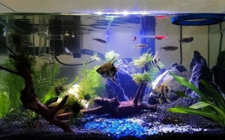 觀賞魚魚鱗變黑的治療方法，先給它們換水