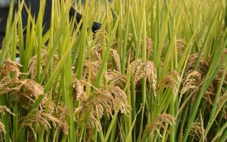 深優(yōu)9586水稻種子特征特性，每畝有效穗18萬穗