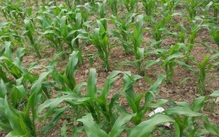 慶玉9號玉米種簡介，6月上中旬播種