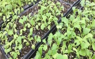 大白菜苗期病害與防治，常見病害有霜霉病、軟腐病、黑斑病
