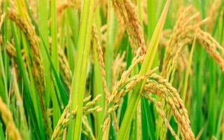 Ⅱ優(yōu)916水稻種子特征特性