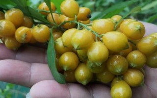種植什么水果能致富，推薦以下六大新興水果種植項目