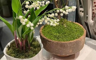 為什么鈴蘭不開花，可能是花土過濕或陽光不足所致
