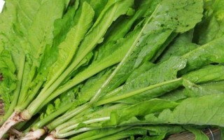 蘿卜菜能放冰箱嗎，可以放冰箱但需盡快食用