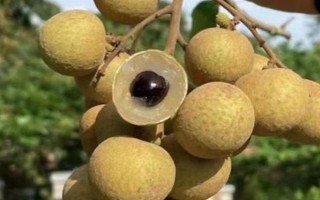 龍眼的主產(chǎn)地，主產(chǎn)于臺(tái)灣、福建、廣西等省份