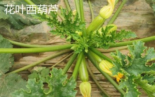 西葫蘆的其它名稱，具有美洲南瓜、小瓜等叫法