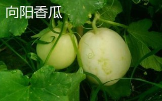 黑龍江伊春的特產(chǎn)，是我國優(yōu)質(zhì)黑木耳主產(chǎn)區(qū)