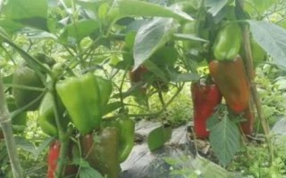 甜椒病蟲害及防治措施，不同病害的癥狀不同