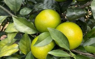 綠橙的產(chǎn)地，產(chǎn)自海南