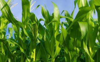 福玉10號玉米種子介紹，生育期116.0天
