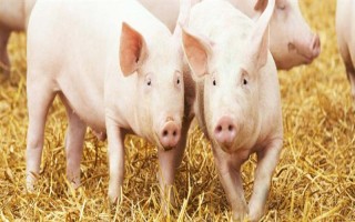 哪些秘方能避免豬生病，把馬齒莧添加在飼料中可以清熱解毒