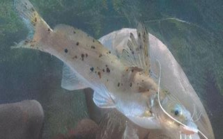 身上有花斑的鯰魚是什么魚，可能是土鯰、斑鳠或者沙塘鱧