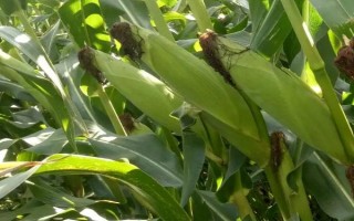 美玉3號玉米種子介紹，每畝施尿素35公斤