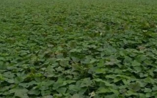 紅薯的畝產(chǎn)量，正常栽培的甘薯畝產(chǎn)可達(dá)6000斤