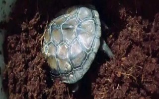 烏龜椰土冬眠如何防止真菌，清洗椰土?xí)r可加入高錳酸鉀溶液消毒