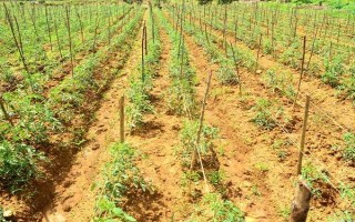 花椒樹苗什么時候種植，秋季8-9月份之間種植最佳