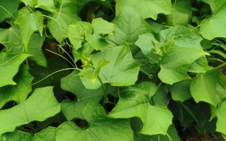 什么時(shí)候種植佛手瓜，在4-5月份種植可提高成活率