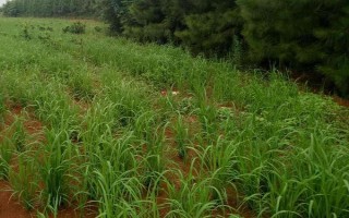 荃優(yōu)967水稻品種的特性，每畝秧田播種量不超過15千克