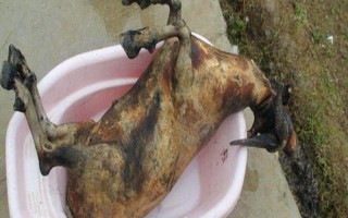 殺山羊怎么去毛，趁熱拔毛又快又干凈