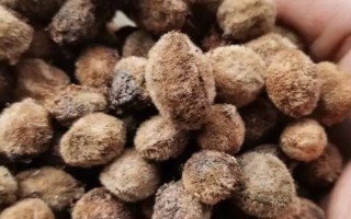 如何種植楊梅，播種后要覆蓋小拱棚并保溫
