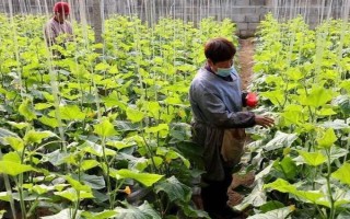 黃瓜上面的蚜蟲怎么防治，可用啶蟲脒等藥物兌水噴霧