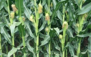 合育58玉米種子介紹，適宜密度為4500株/畝左右
