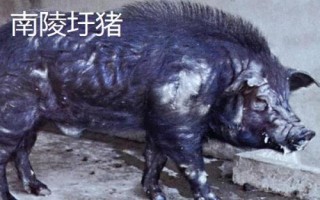 安徽南陵縣的特產(chǎn)，所產(chǎn)大米批準(zhǔn)為國家地理標(biāo)志保護(hù)產(chǎn)品