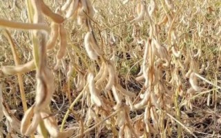 吉育115大豆品種簡介，中抗大豆灰斑病