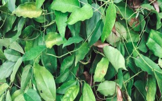 淫羊藿的種植時(shí)間，一般為6月中旬左右