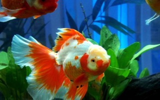 小金魚會(huì)不會(huì)產(chǎn)卵，發(fā)育成熟后是會(huì)產(chǎn)卵的