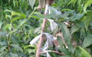 油桃是由什么嫁接的，用純正的桃樹枝條做接穗嫁接而成的