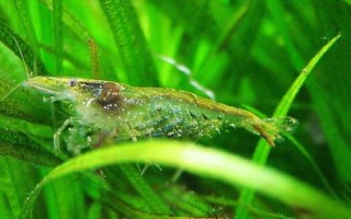 黑殼蝦抱卵后過(guò)多長(zhǎng)時(shí)間才孵化，一般為15-20天左右