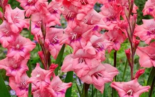 送老師什么花好，可選擇康乃馨、百合花、劍蘭、向日葵等
