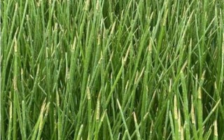 馬蹄的種植技術(shù)，使用球莖進(jìn)行繁殖