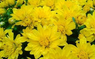 菊花開放時間，通常為9-11月份