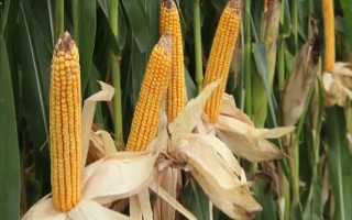 先達304玉米種子特征特性，中等肥力以上地塊栽培